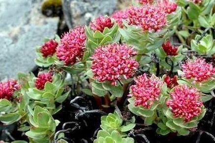 Rhodiola Pink za pripravo dviga potenciala tinkture