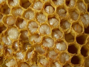 Čebelji pridelki